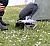 Oxford Camping Firepit, Grillaufsatz